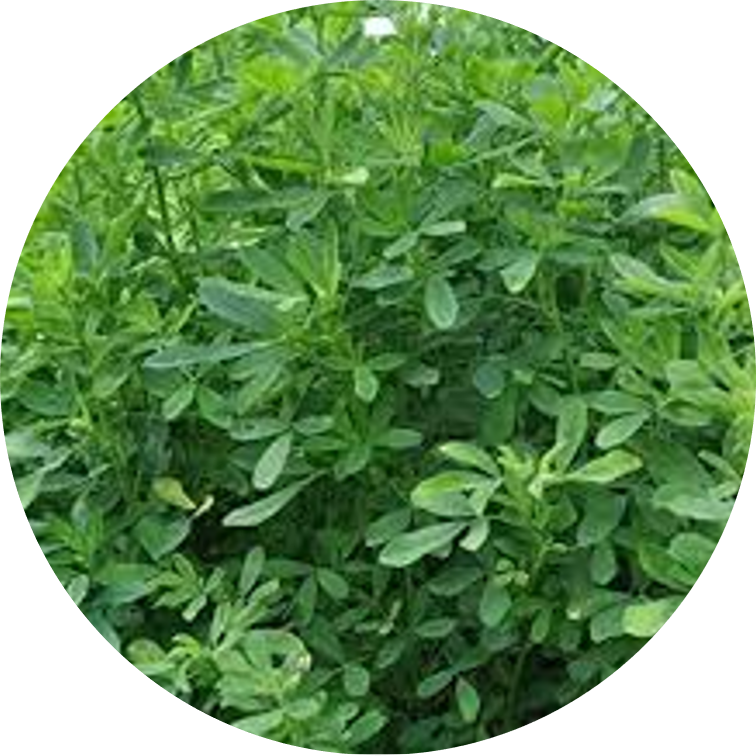 GreenGold - Barseem / Clover